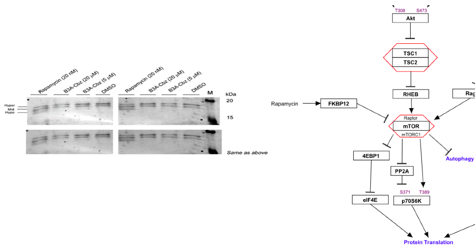 LAM cells