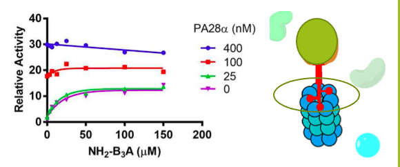 Proteasome interaction