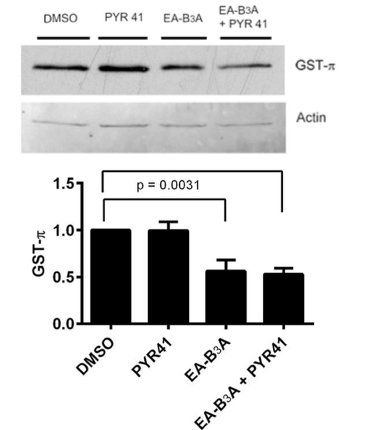 ubiquitination