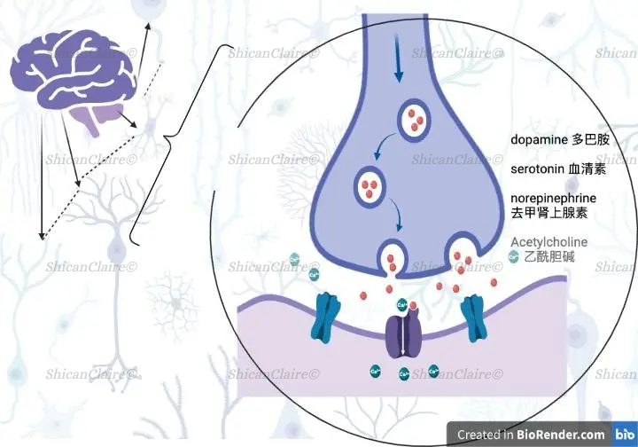 Neurotransmitters at the synaptic junction (Original Photo)