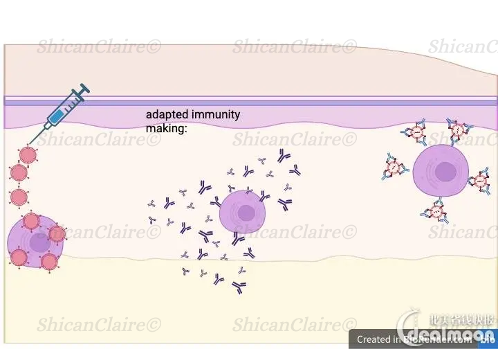 adaptive immunity