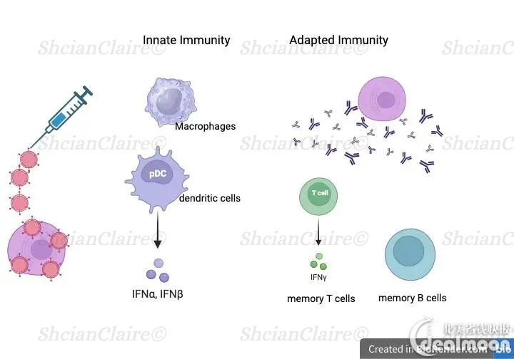 diagram of immune response