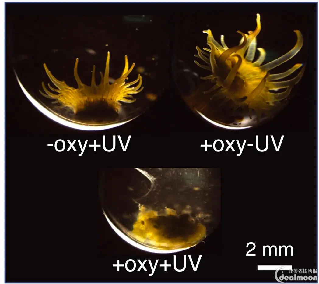 Impacts on Coral Reefs